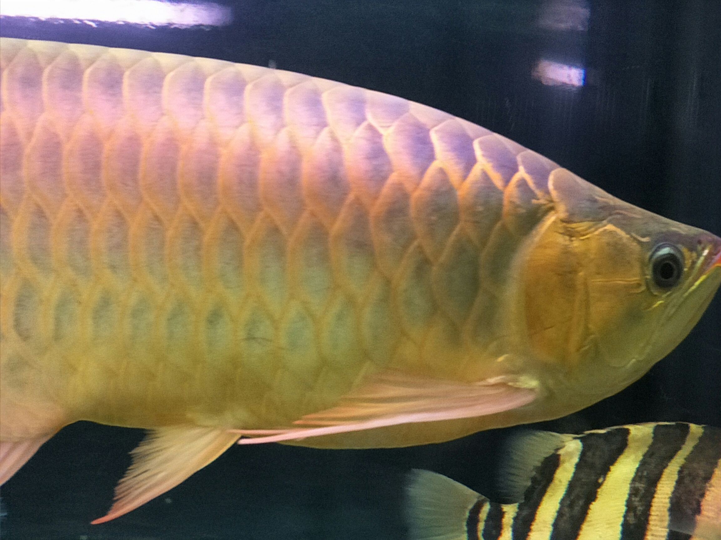 白城水族館如一縷陽光般絢爛