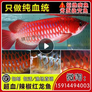 喂個仟湖G2龍魚圈