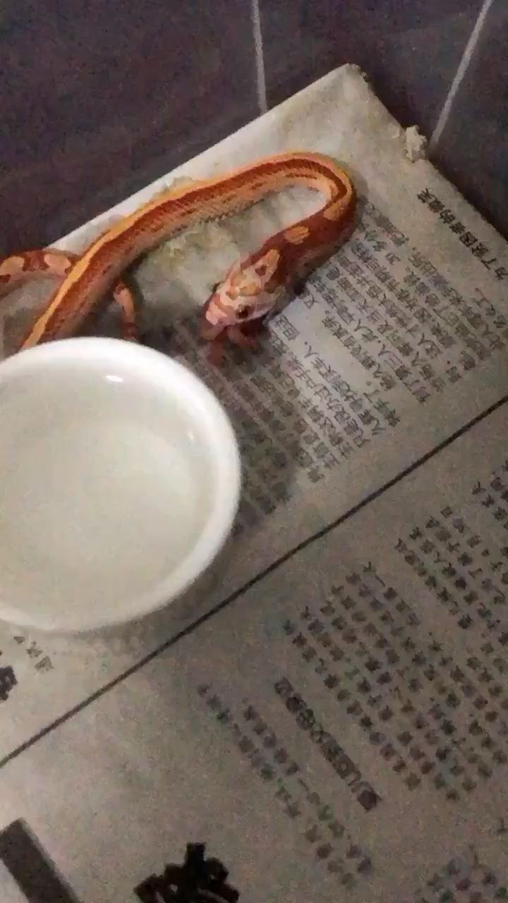 又一頓飯