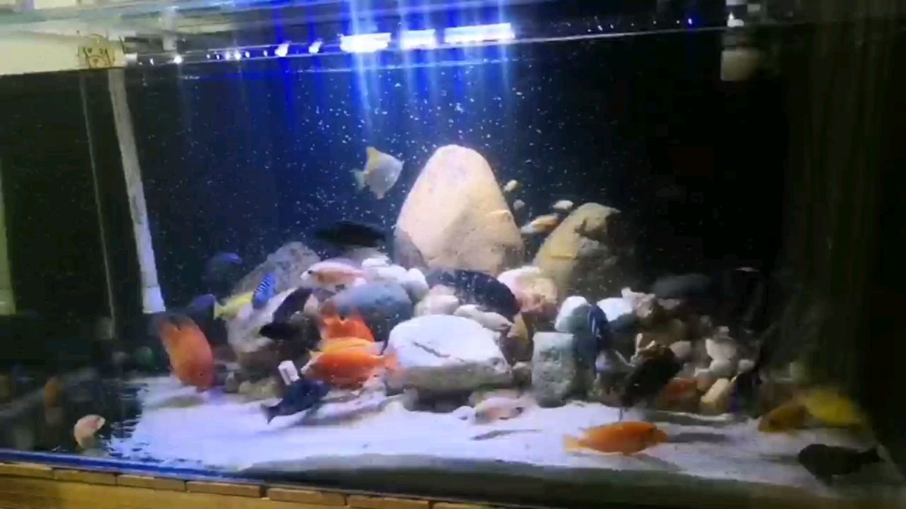 懷化水族館豐年蝦走起