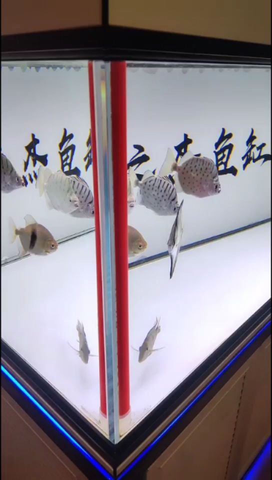 魚兒快快長大