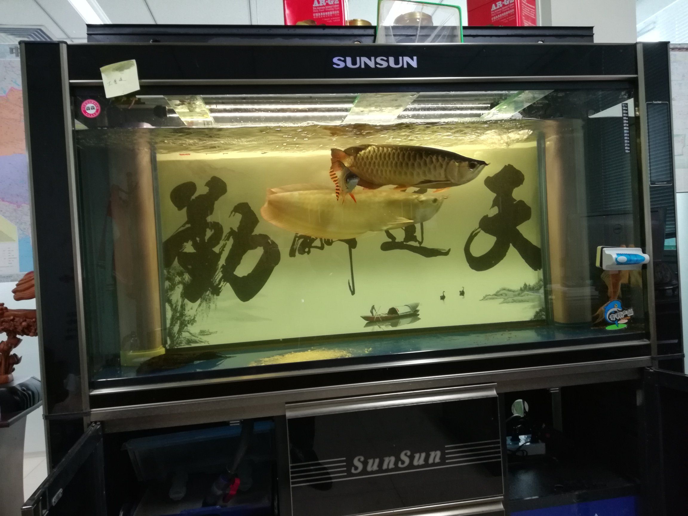 早起逛魚市 大嘴鯨魚 第3張