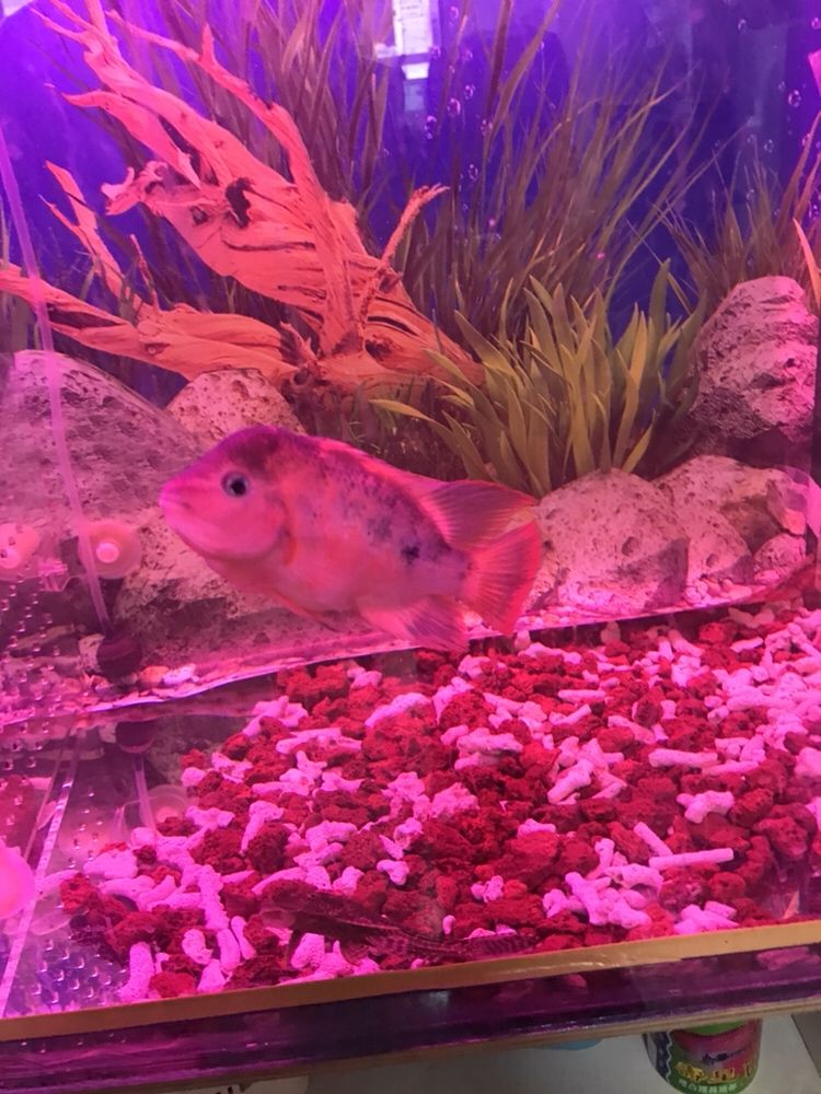 安陽水族館小馬變樣 大嘴鯨魚 第2張