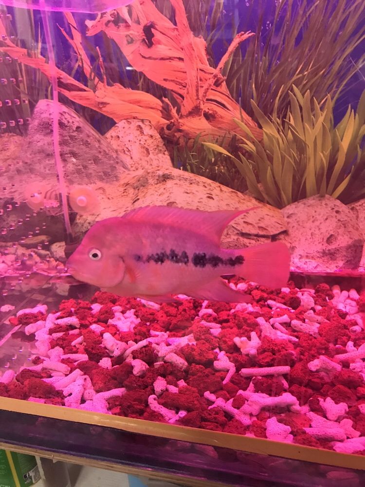 安陽水族館小馬變樣 大嘴鯨魚 第1張