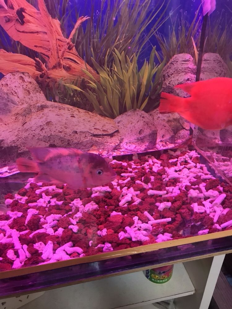 安陽水族館小馬變樣 大嘴鯨魚 第4張