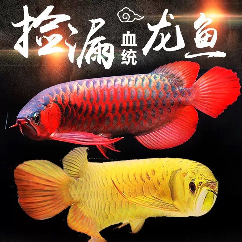 靚仔 奈及利亞紅圓點(diǎn)狗頭 第1張