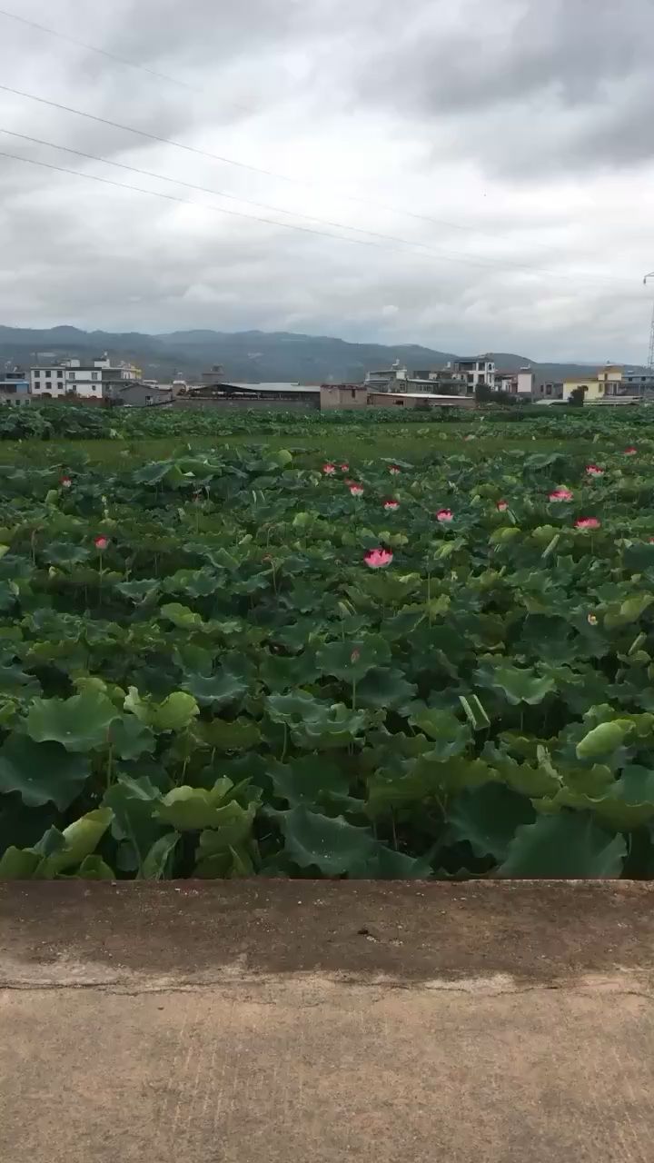 老家屋后隨拍 帝王迷宮魚