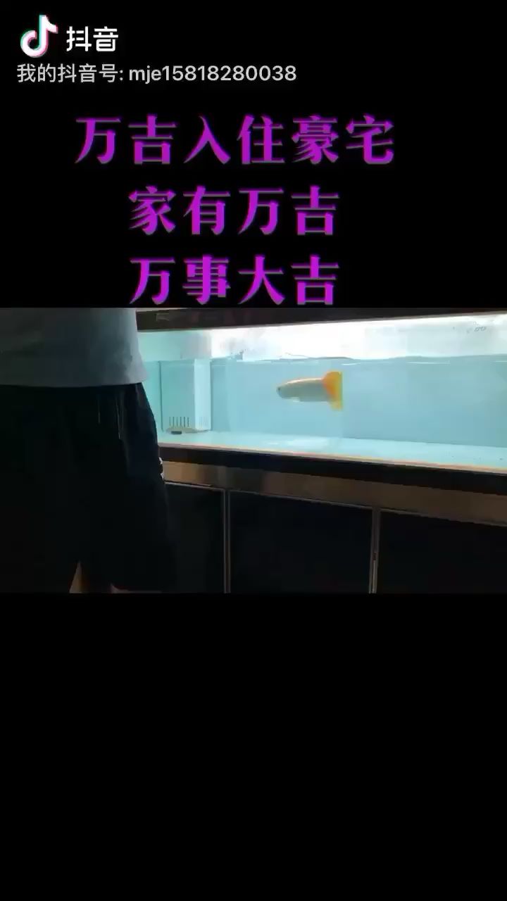 淮南觀賞魚市場孟吉爾萬吉