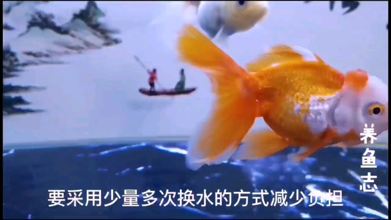 開缸養(yǎng)魚之主魚入缸 照明器材 第1張