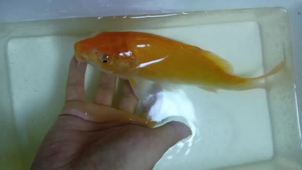 赤目芥子 飛鳳魚苗