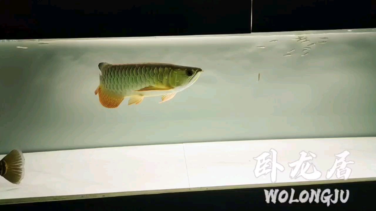 濟(jì)南水族館這環(huán)境能爬背不？