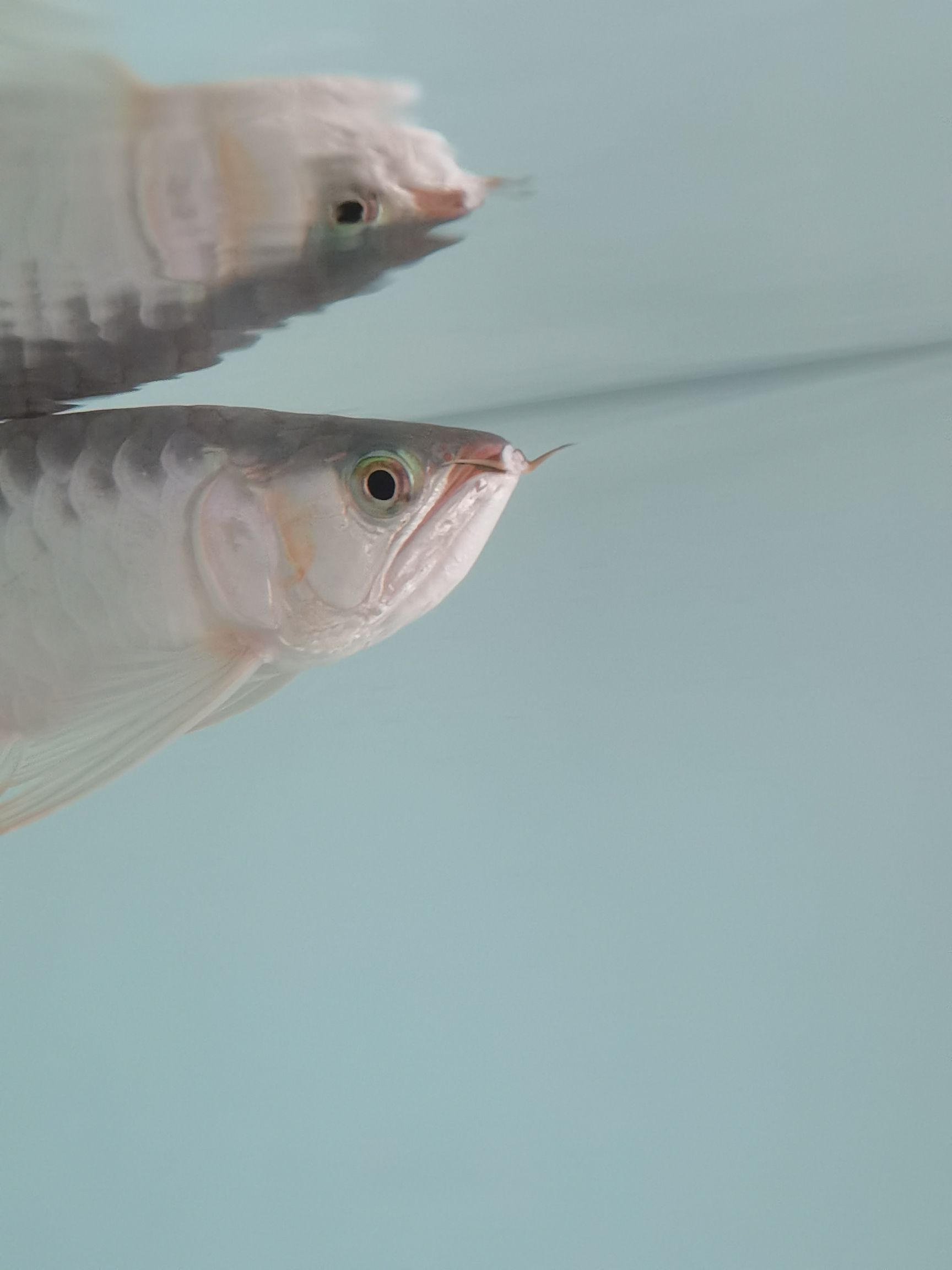 須子撞了求助 申古銀版魚 第2張