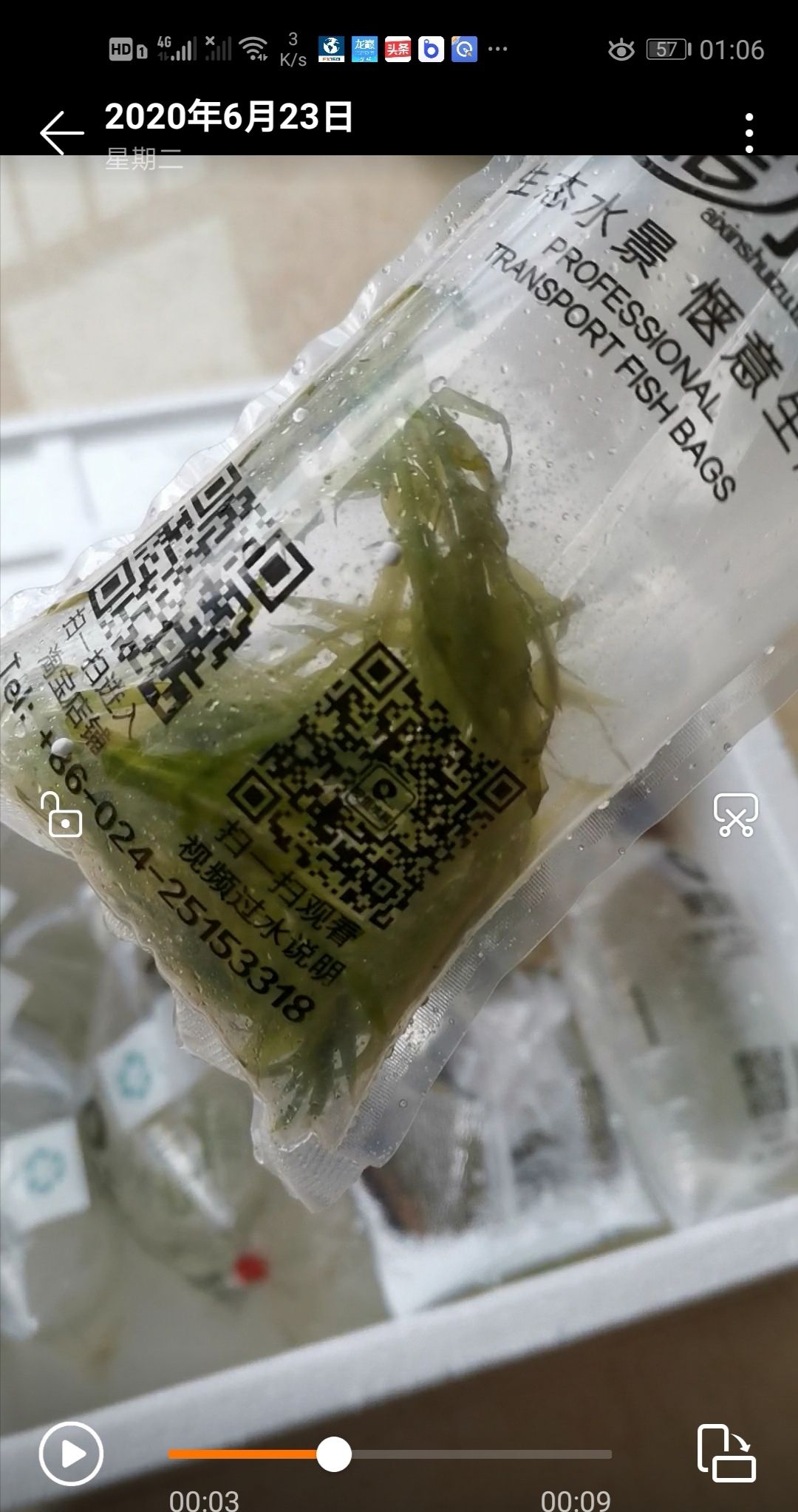 麗江觀賞魚市場(chǎng)新手水草推薦—陰性水草無需二氧化長(zhǎng)的太快 觀賞魚市場(chǎng)（混養(yǎng)魚） 第6張