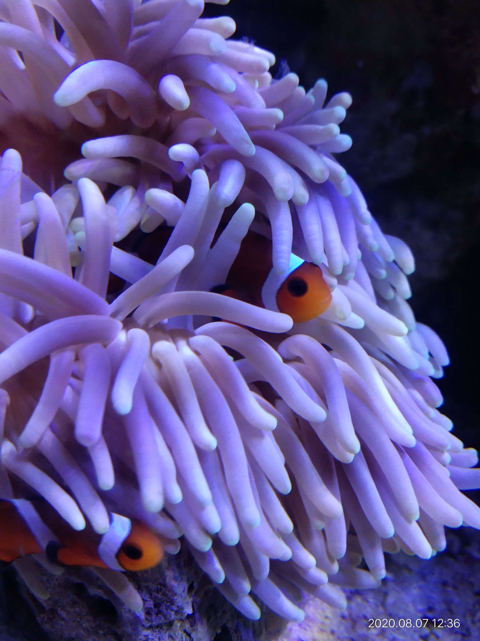 深圳水族館有啥好玩不需要多大空間的東西嗎 金老虎魚(yú) 第2張