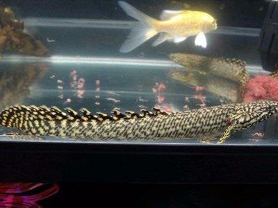 虎斑恐龍魚吃飼料嗎會死嗎（虎斑恐龍魚可以吃飼料嗎） 龍魚百科 第2張