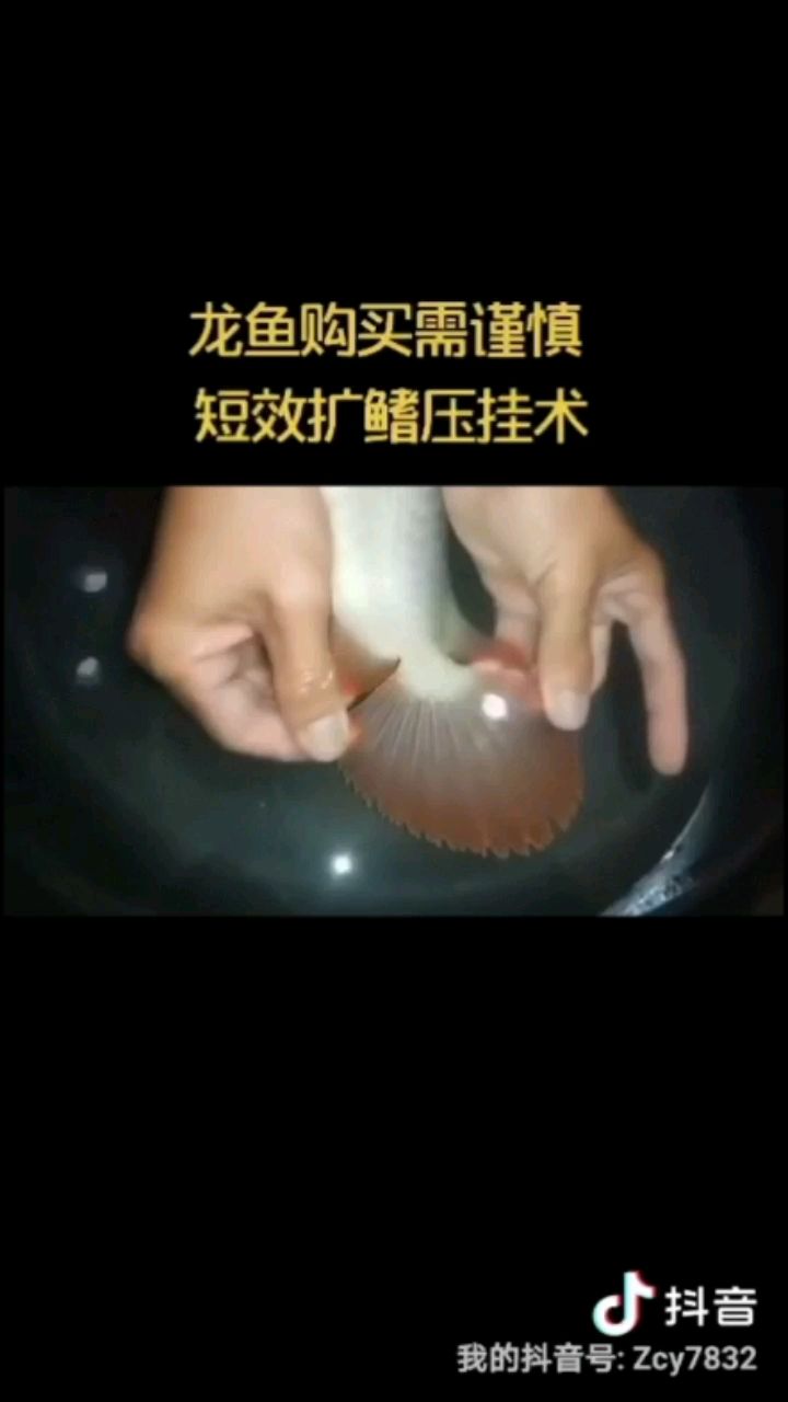 寧德觀賞魚市場(chǎng)龍魚擴(kuò)鰭壓掛整容術(shù)① 觀賞魚市場(chǎng)（混養(yǎng)魚） 第1張