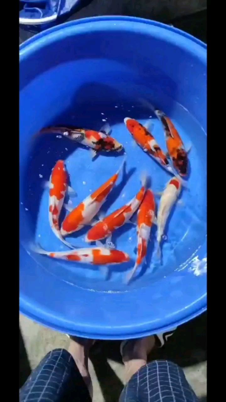 剛剛?cè)胧至司艞l錦鯉 金龍福龍魚 第2張