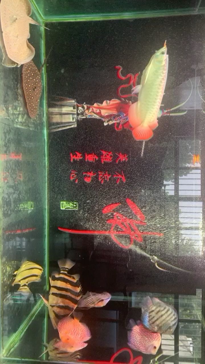 吐魯番觀賞魚市場換了個背景水清亮了很多 觀賞魚市場（混養(yǎng)魚） 第2張