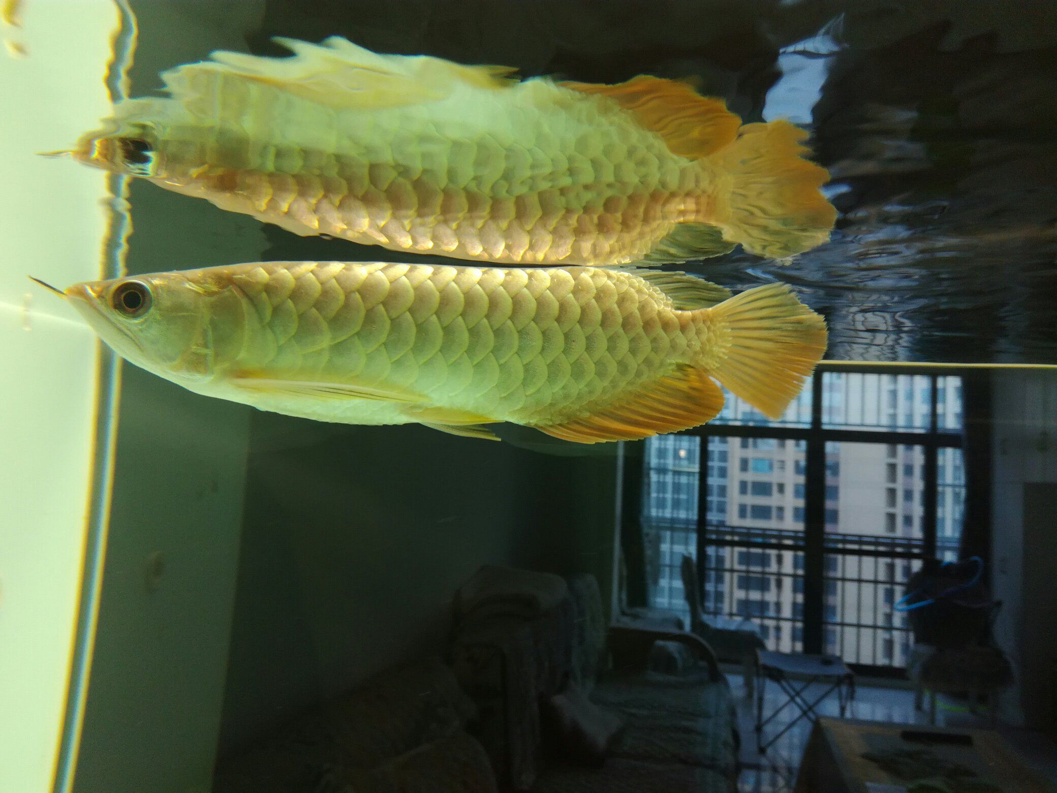 濟(jì)南水族館家有小龍沒(méi)有出息的小龍 青龍魚(yú) 第5張