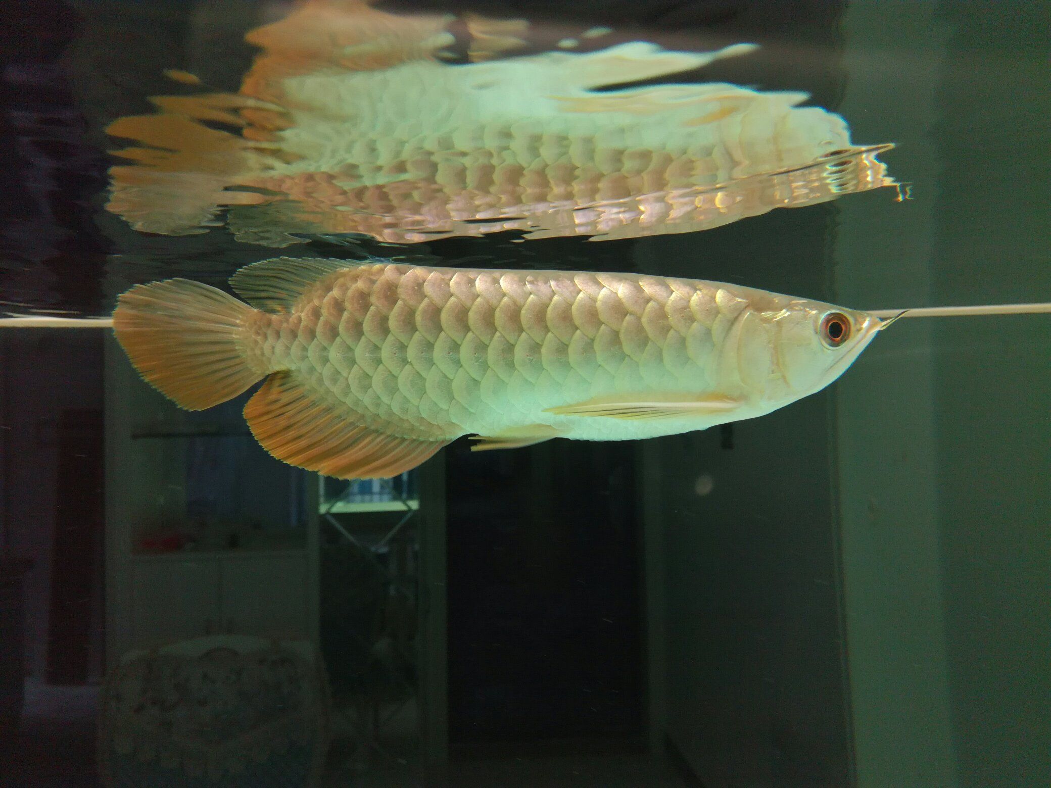 濟(jì)南水族館家有小龍沒(méi)有出息的小龍 青龍魚(yú) 第8張