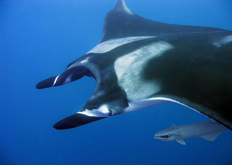 銅仁水族館雙吻前口蝠鲼 溫控設(shè)備 第4張