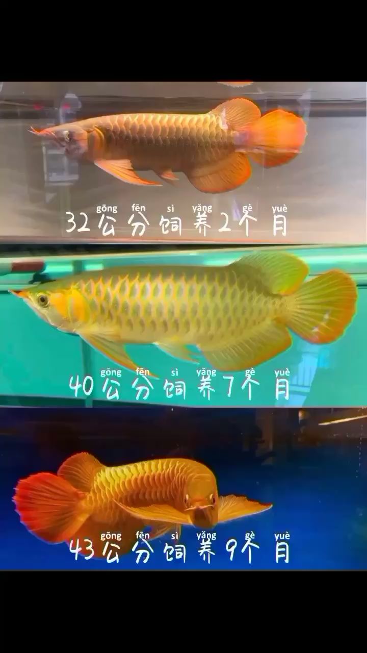 紹興水族館龍皇匯飼養(yǎng)九個月的飼養(yǎng)全過程 月光鴨嘴魚苗 第2張