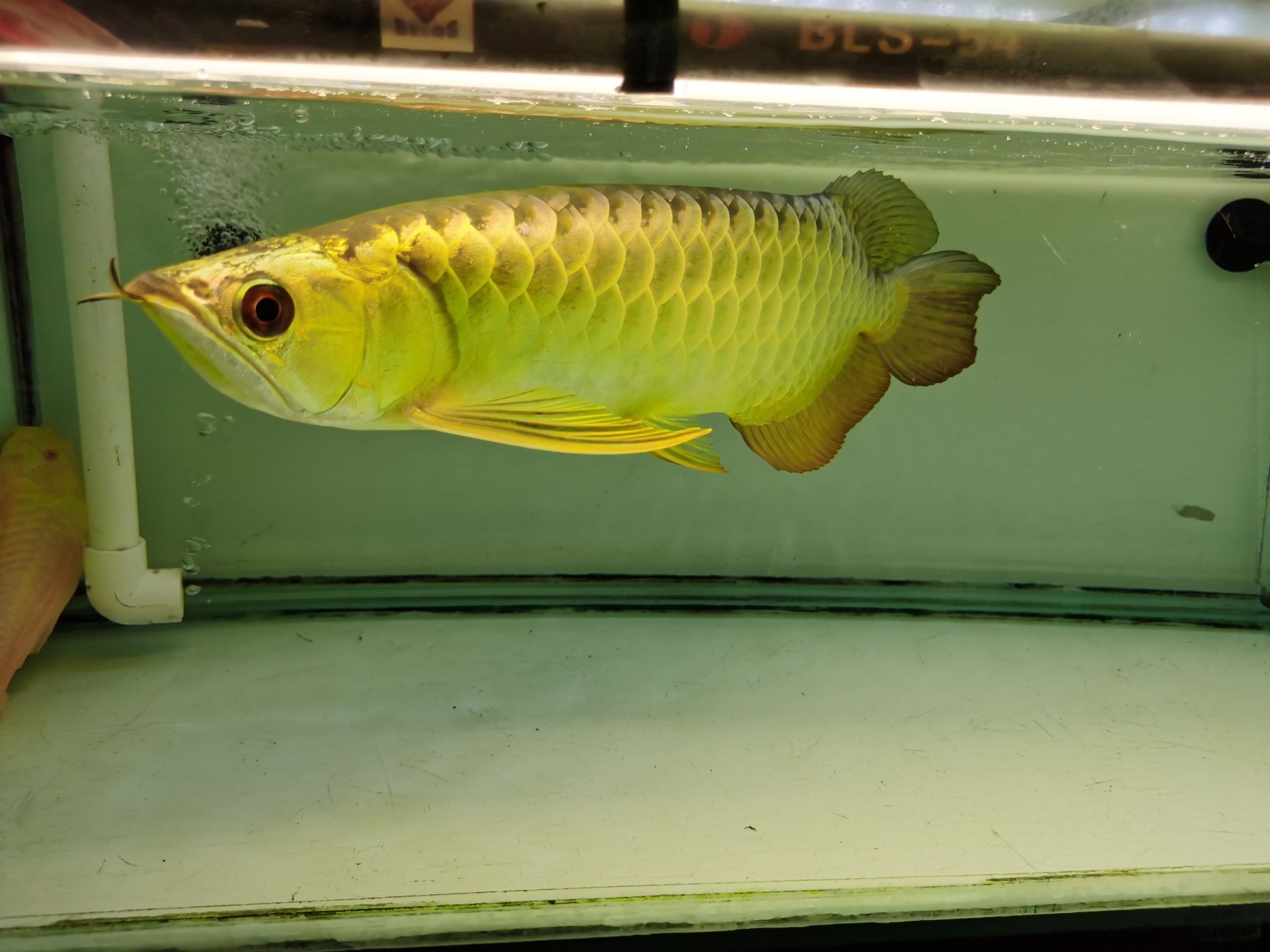 安慶水族館準(zhǔn)備吃飯去