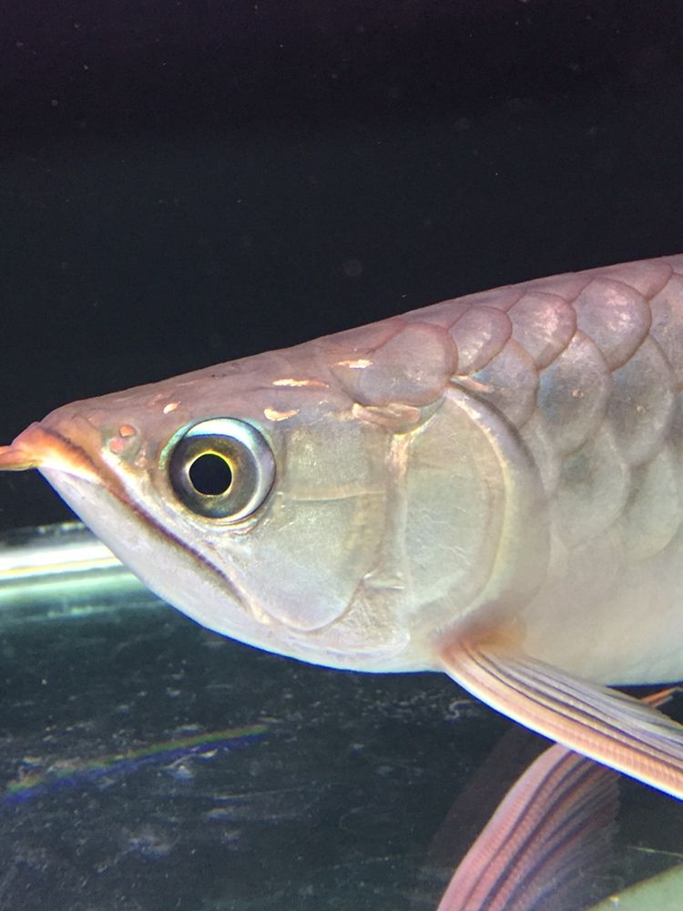 北京水族館天天給你吃新鮮河蝦都不發(fā)色 三色錦鯉魚(yú) 第4張