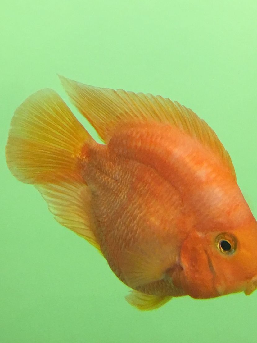 甘孜藏族自治州水族館鸚鵡魚顏色問題