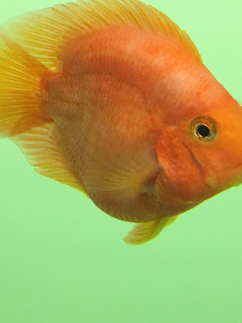 甘孜藏族自治州水族館鸚鵡魚顏色問題