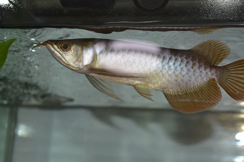 西安水族館Agus特選F1 短身紅龍魚 第2張