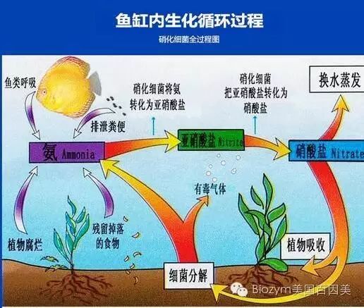 了解硝化細(xì)菌的誤區(qū)嗎？ 硝化細(xì)菌 第1張