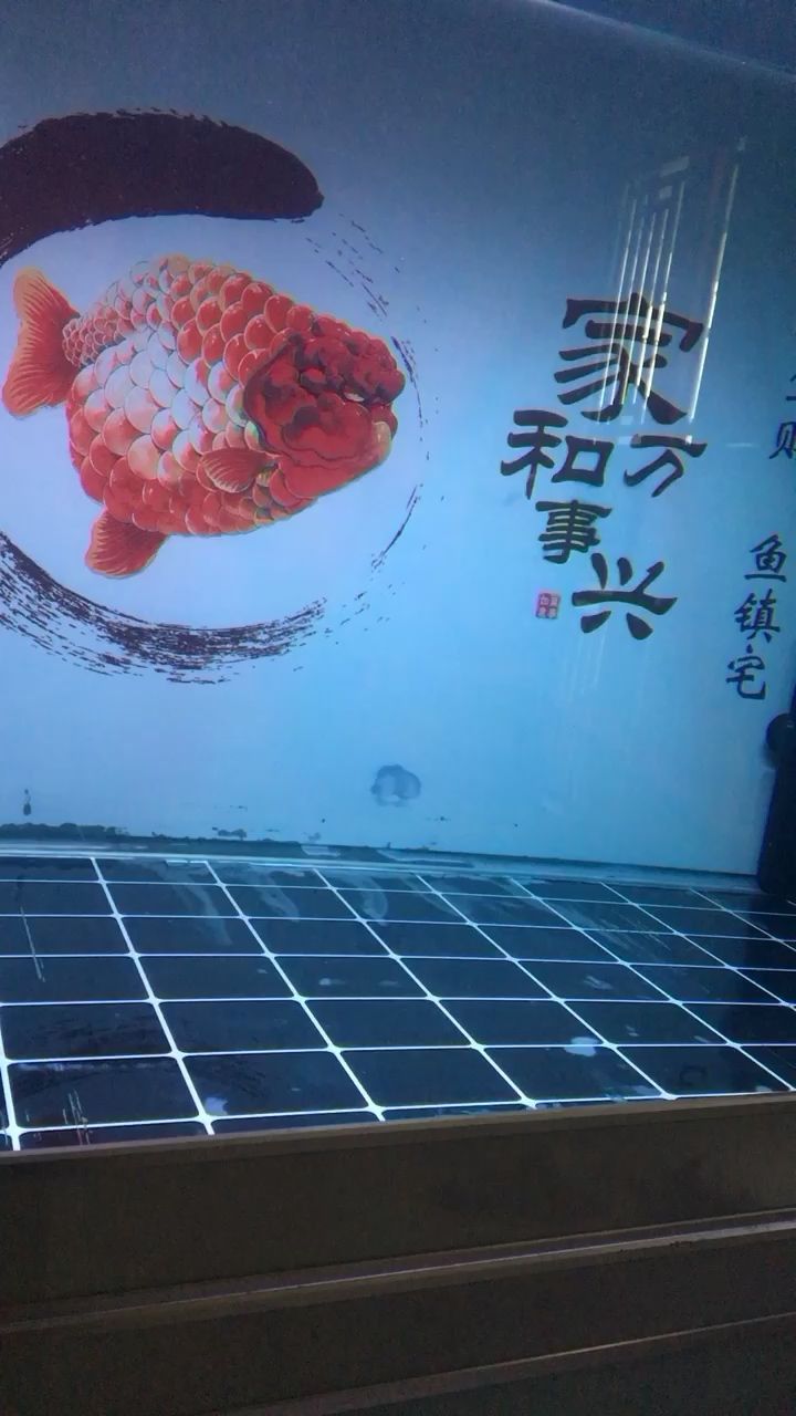 廊坊水族館泰金羅漢