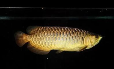 金龍魚用什么底色魚缸（金龍魚幼龍期如何挑選魚缸） 龍魚百科 第5張