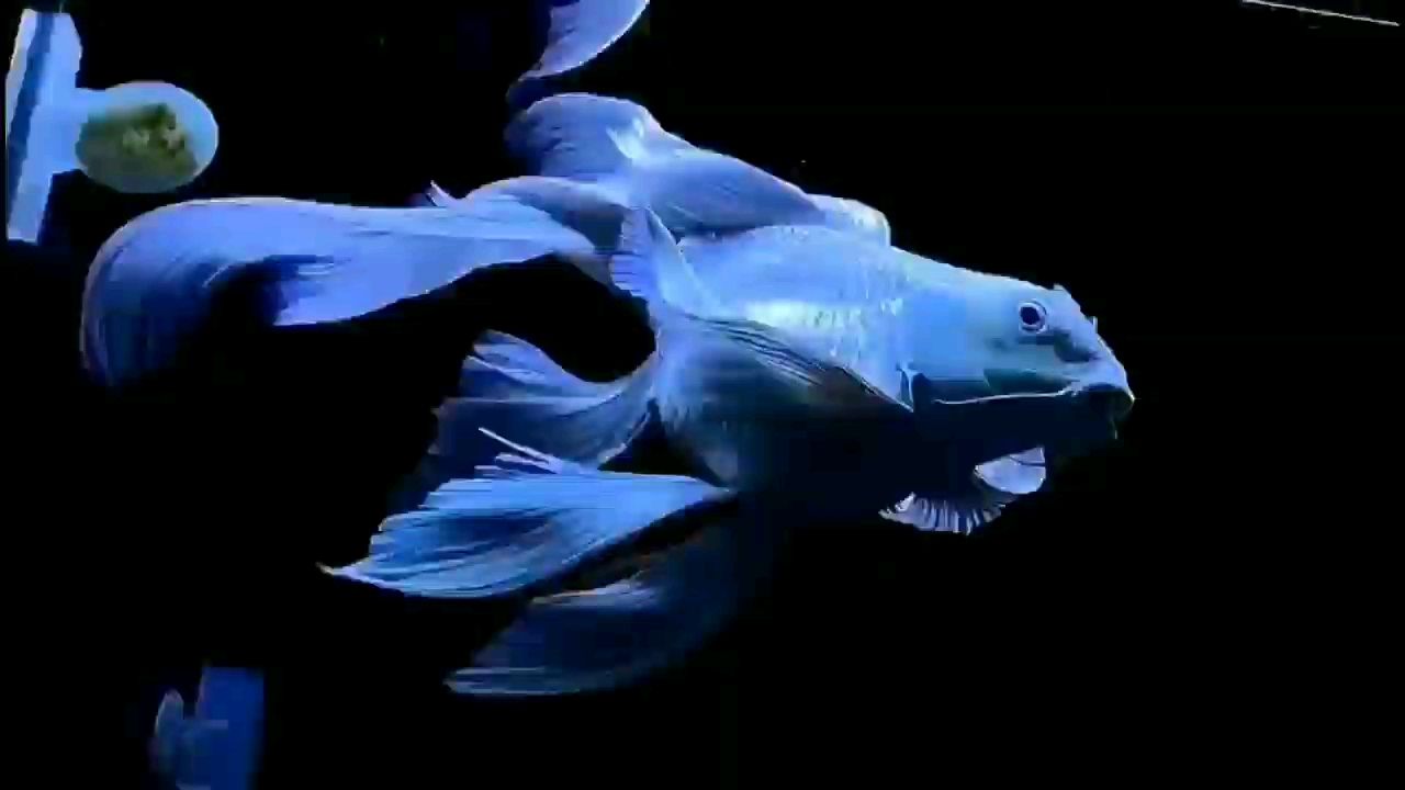 裙子舞起來漂亮 紅尾平克魚 第1張