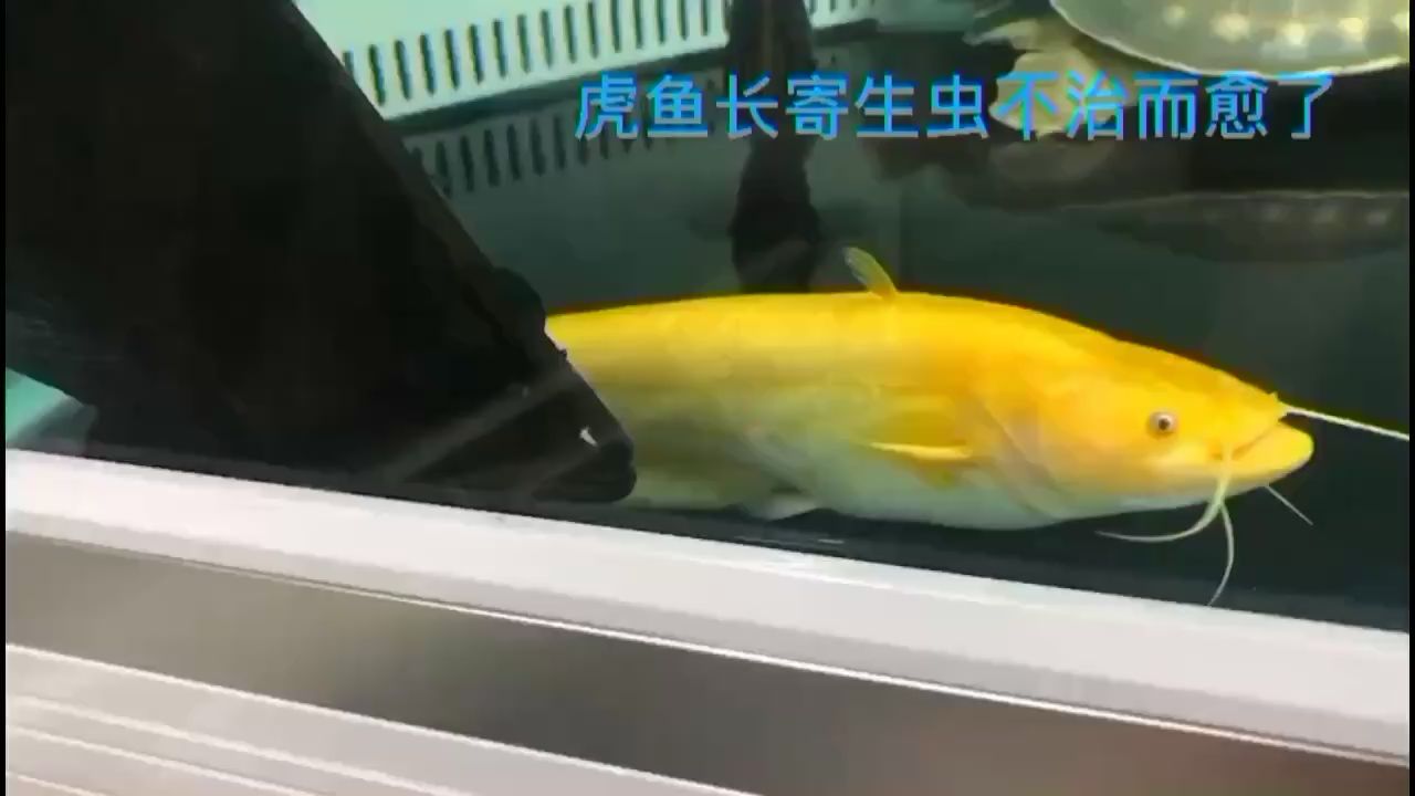 南平水族館能不下藥就不下藥唄 銀古魚苗