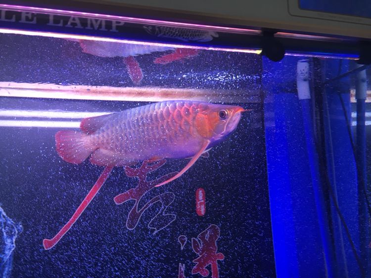 湛江觀賞魚市場吸收一下氧氣 觀賞魚市場（混養(yǎng)魚） 第5張