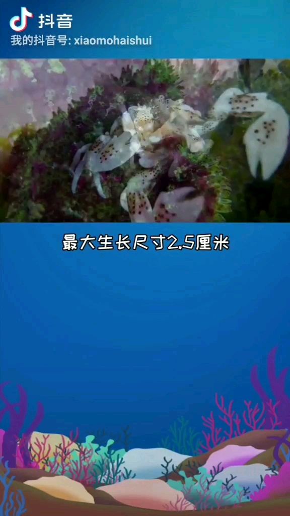 生物科普 綠皮皇冠豹魚 第1張