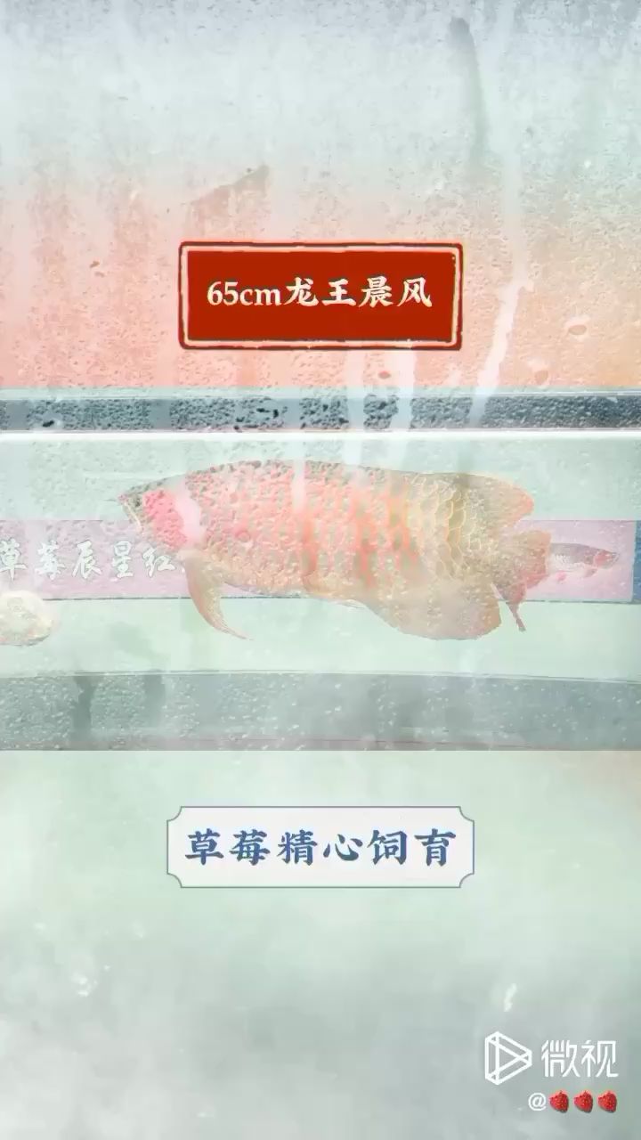 這才是紅龍該有的顏色 羽毛刀魚苗