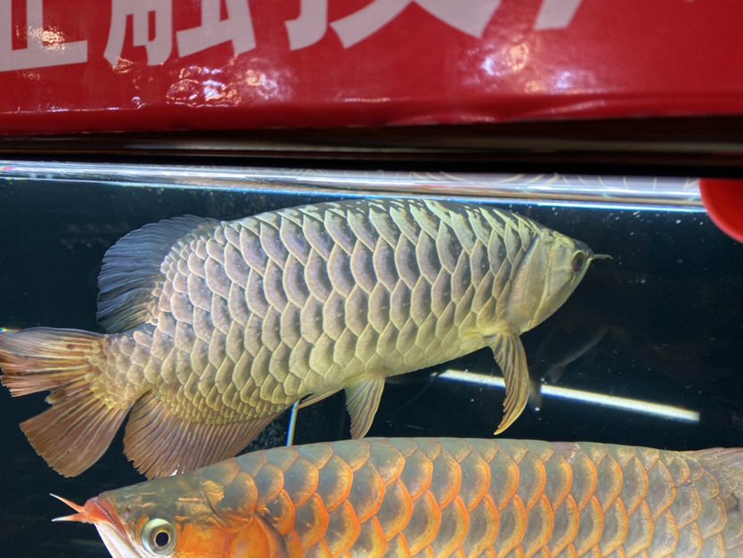 黑河觀賞魚(yú)市場(chǎng)記錄龍魚(yú)美好一刻