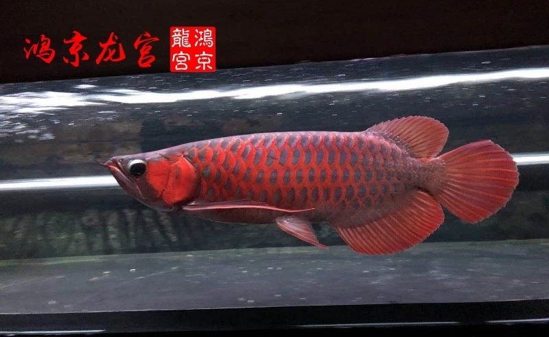 瑪卡紅龍為發(fā)燒而生 紅白錦鯉魚 第7張