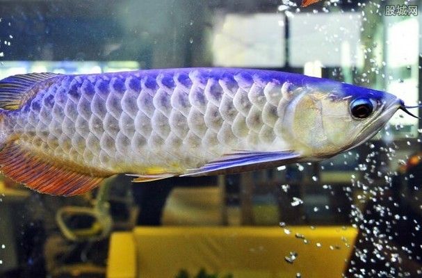 金龍魚貴不貴（如何辨別金龍魚市場價格最新趨勢）