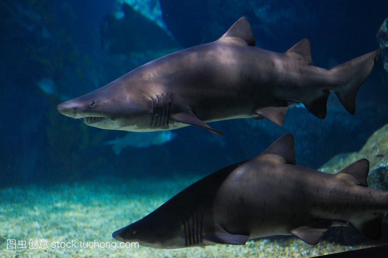 商丘水族館安全進缸