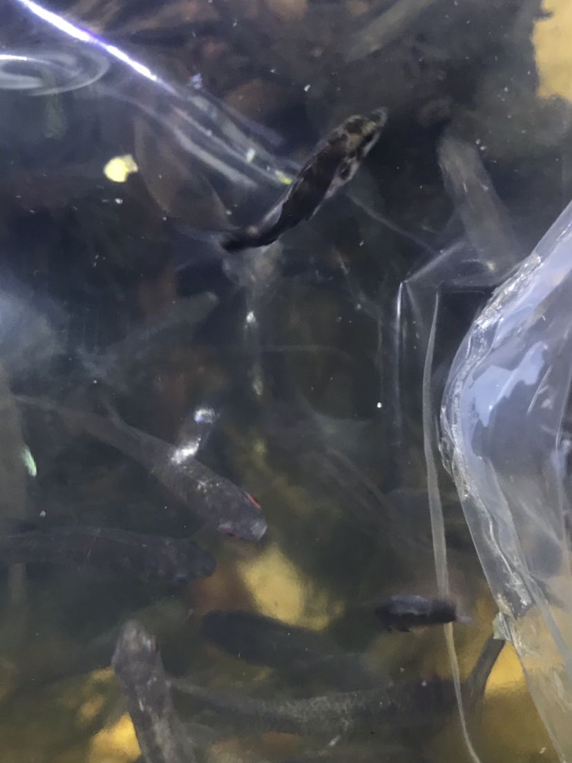 中國虎魚安排上了 虎魚百科 第2張