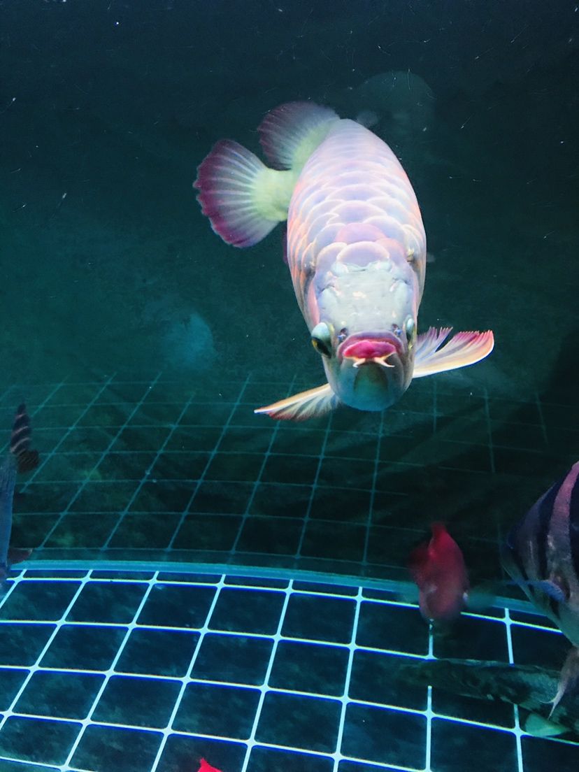 郴州水族館生活不容易