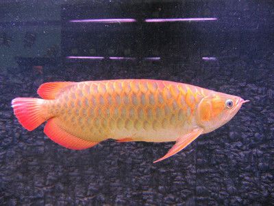 金龍魚屬于什么企業(yè)（益海嘉里金龍魚） 龍魚百科 第5張