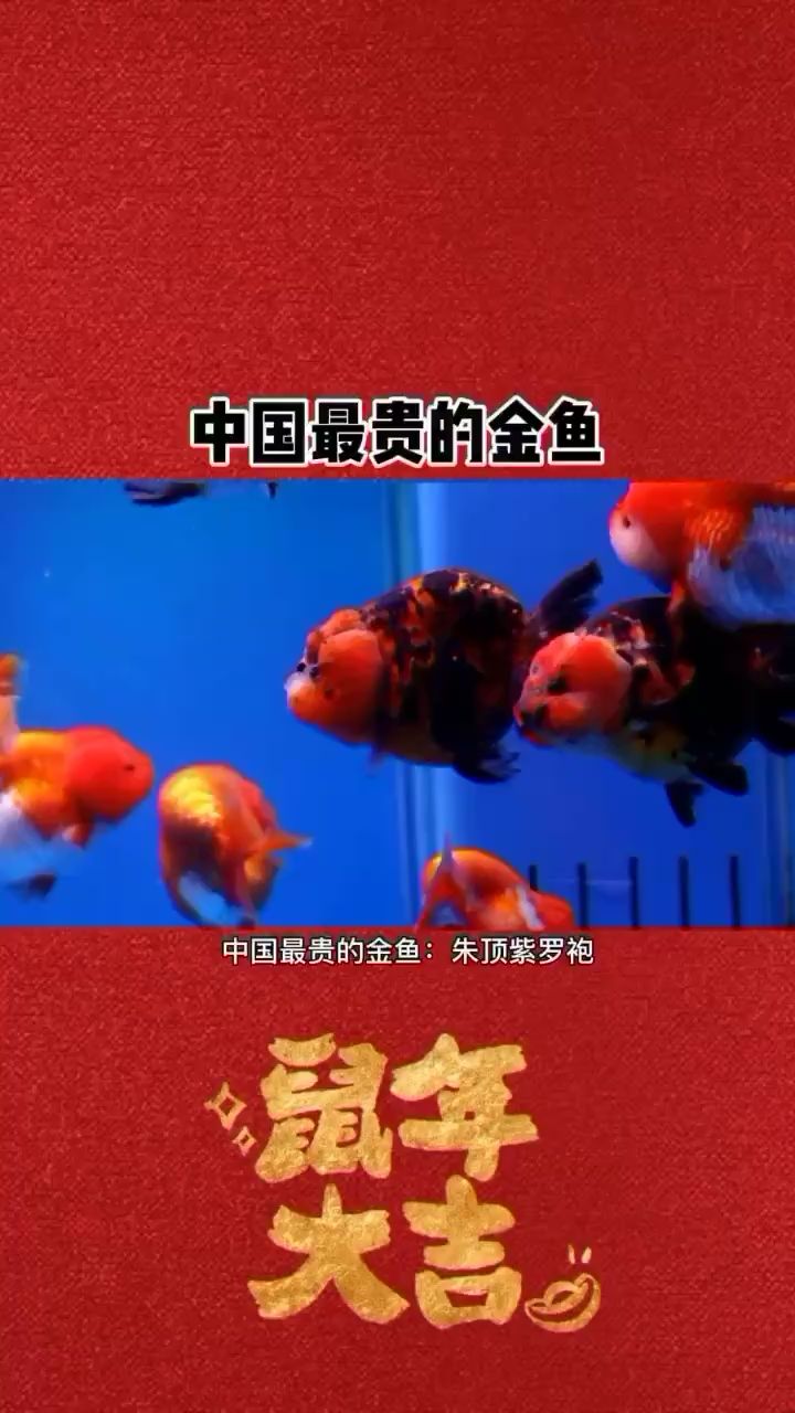 邵陽水族館最貴的金魚