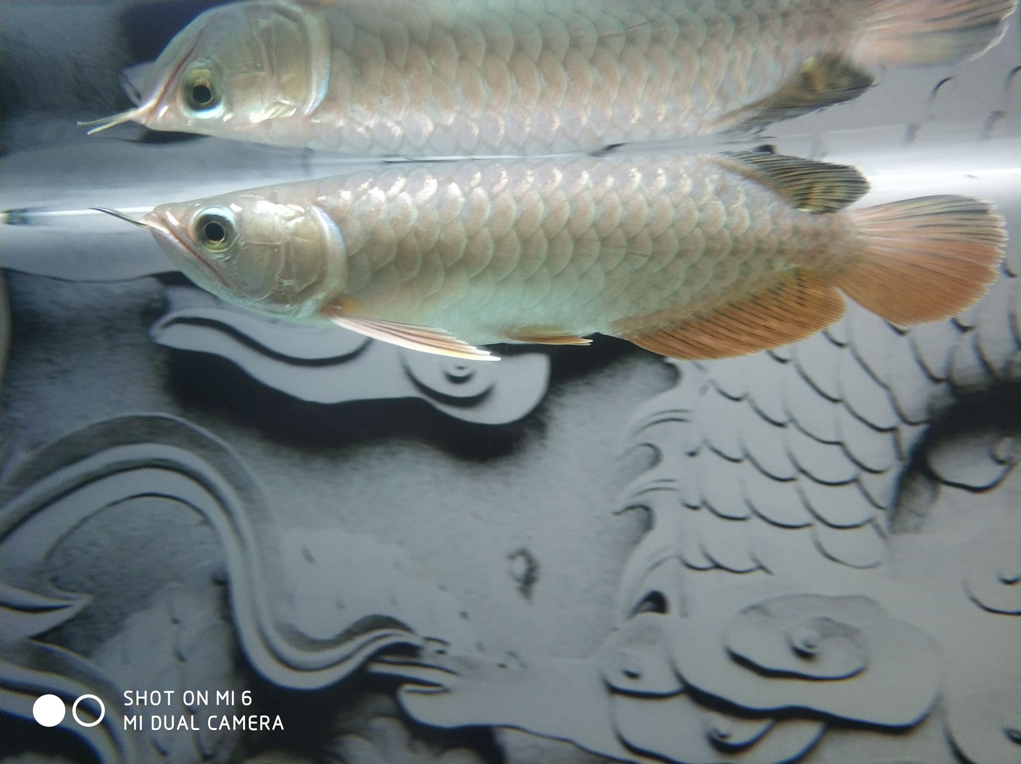 關(guān)于龍魚吃飼料到底會(huì)不會(huì)兜嘴