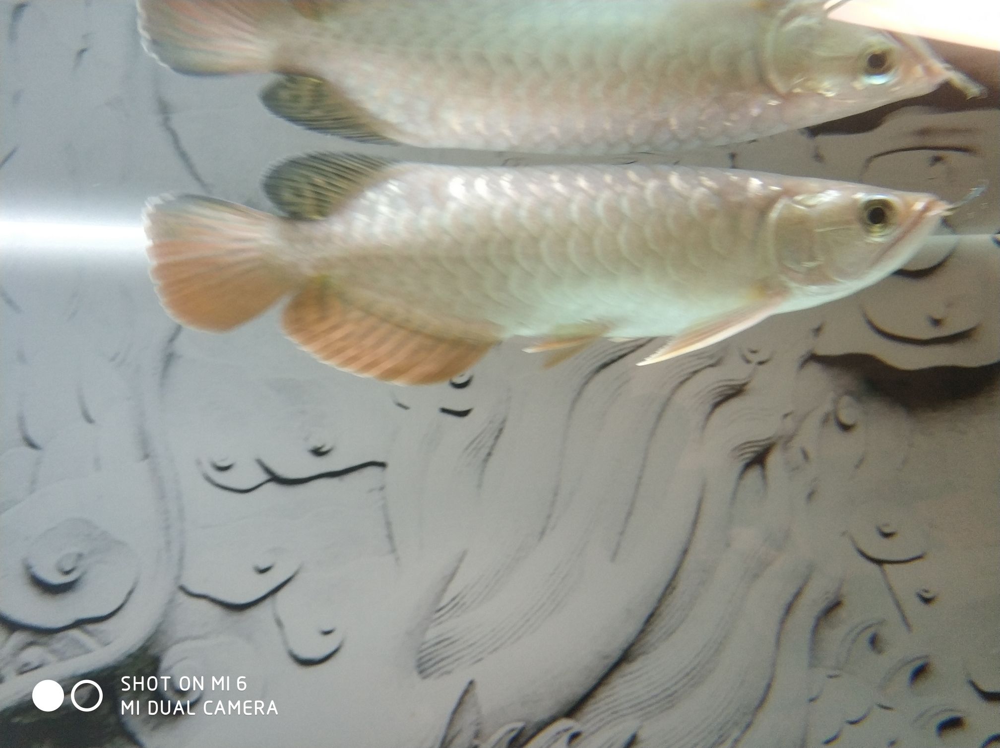 關(guān)于龍魚吃飼料到底會(huì)不會(huì)兜嘴