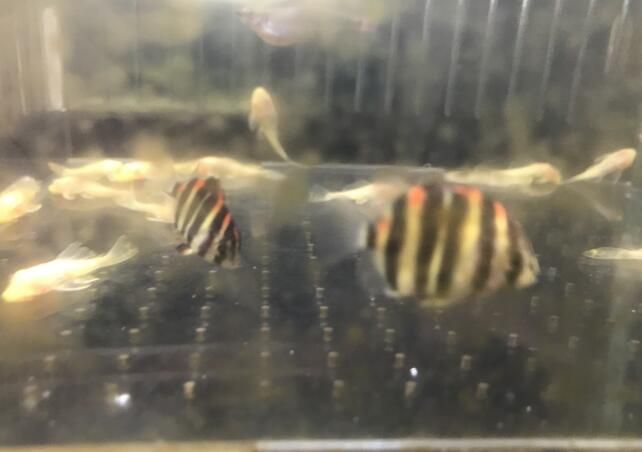 自貢觀賞魚市場曝光一個不良魚商拿汽水中的普通金鼓魚當(dāng)非洲金鼓魚賣 非洲金鼓魚 第12張